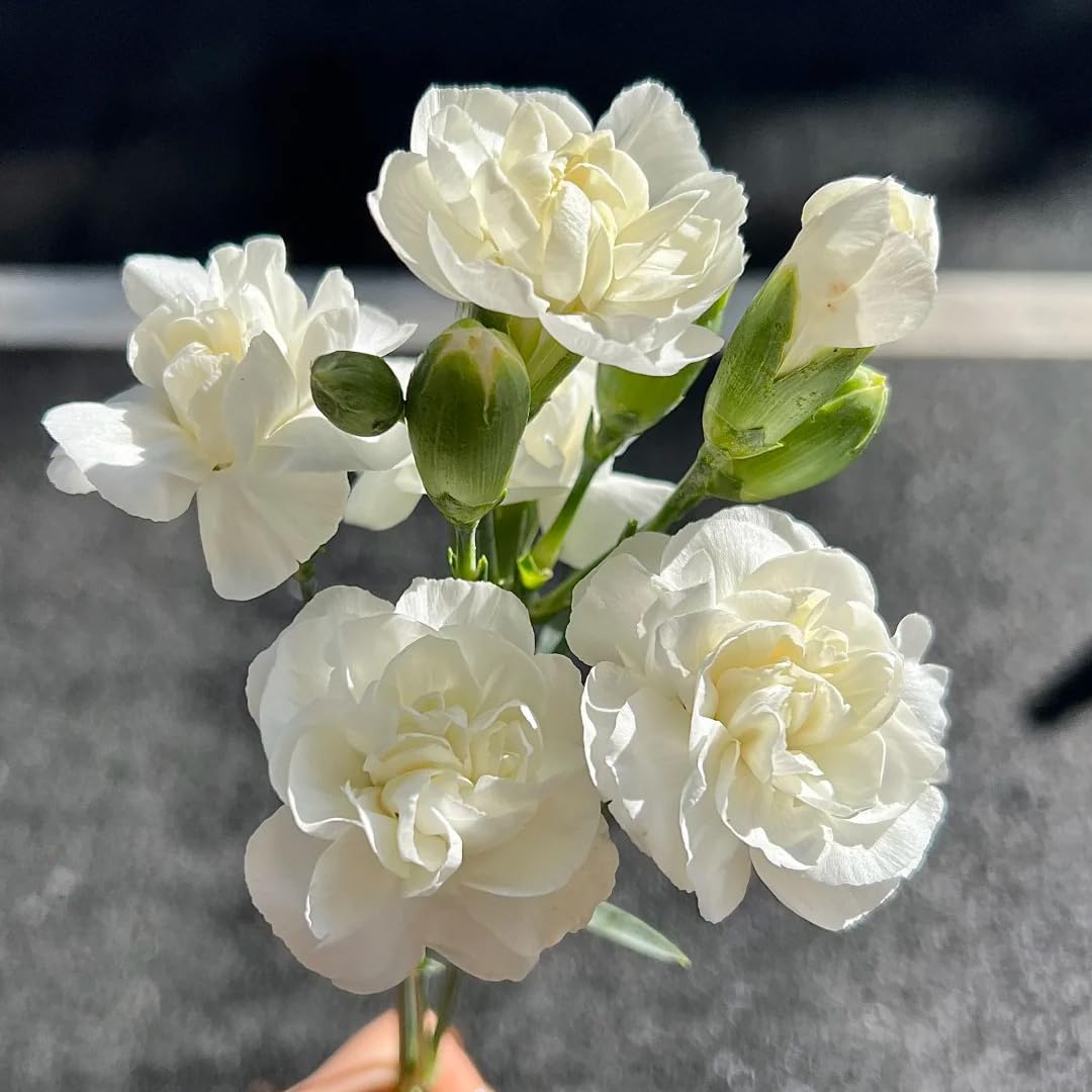 Generic Jasmine seeds versatile for containers, trellises, and ground cover.