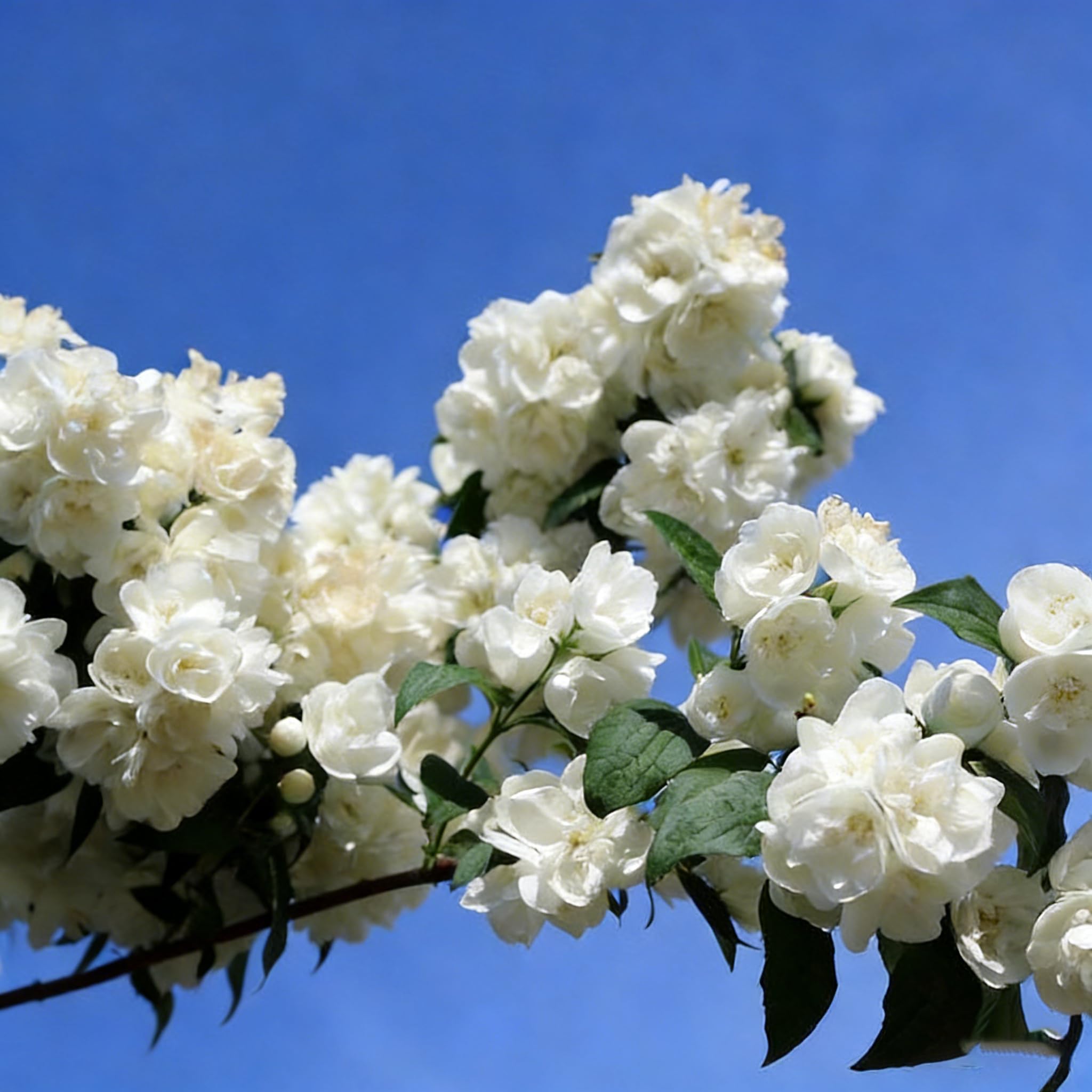 Generic Jasmine seeds producing fragrant white blooms from spring to fall.
