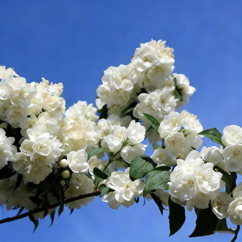 Generic Jasmine seeds producing fragrant white blooms from spring to fall.
