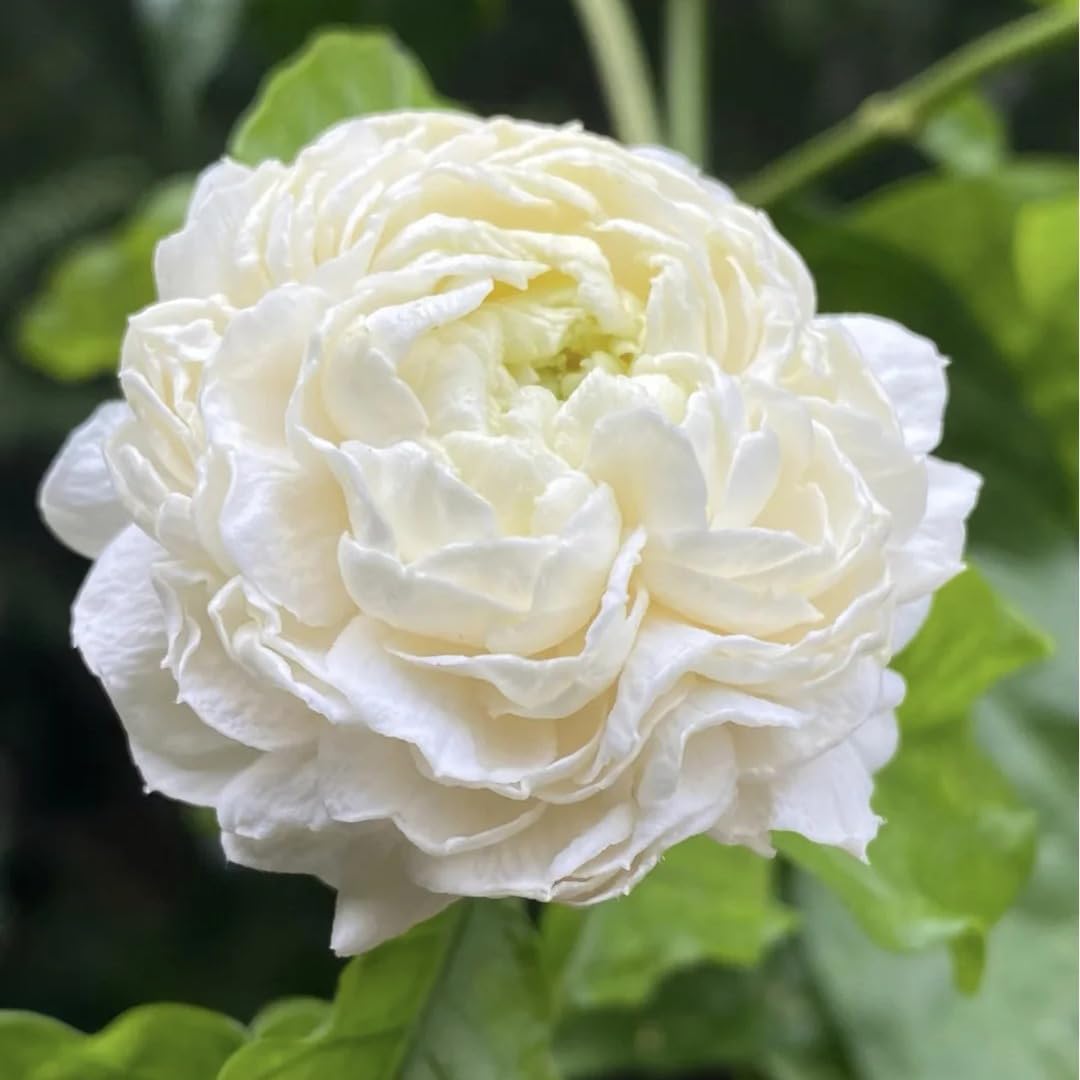 Generic jasmine-seeds-handful-in-hand shows seeds ideal for easy balcony sowing.
