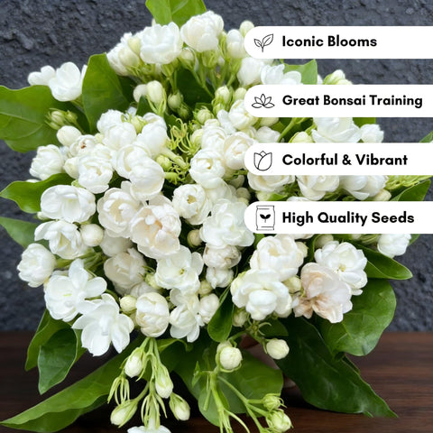 Generic Jasmine seeds zone-7-11 warm climate suitability for sunny spaces.