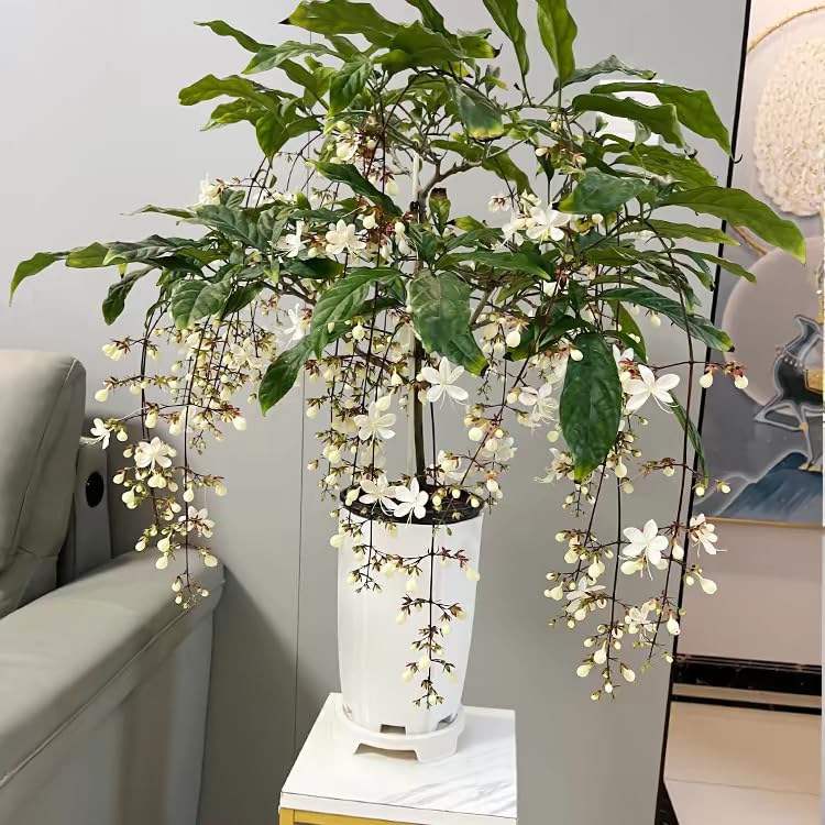 Generic jasmine vine on trellis illustrating space-saving vertical gardening.