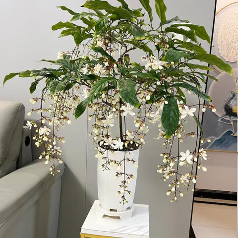 Generic jasmine vine on trellis illustrating space-saving vertical gardening.