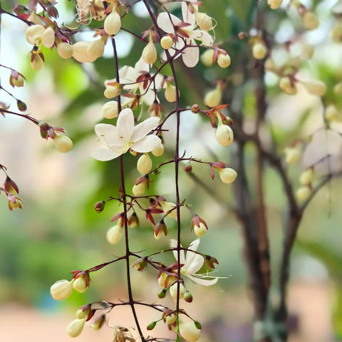 Generic Zone-7 to 11 friendly jasmine thriving in warm balcony environments.