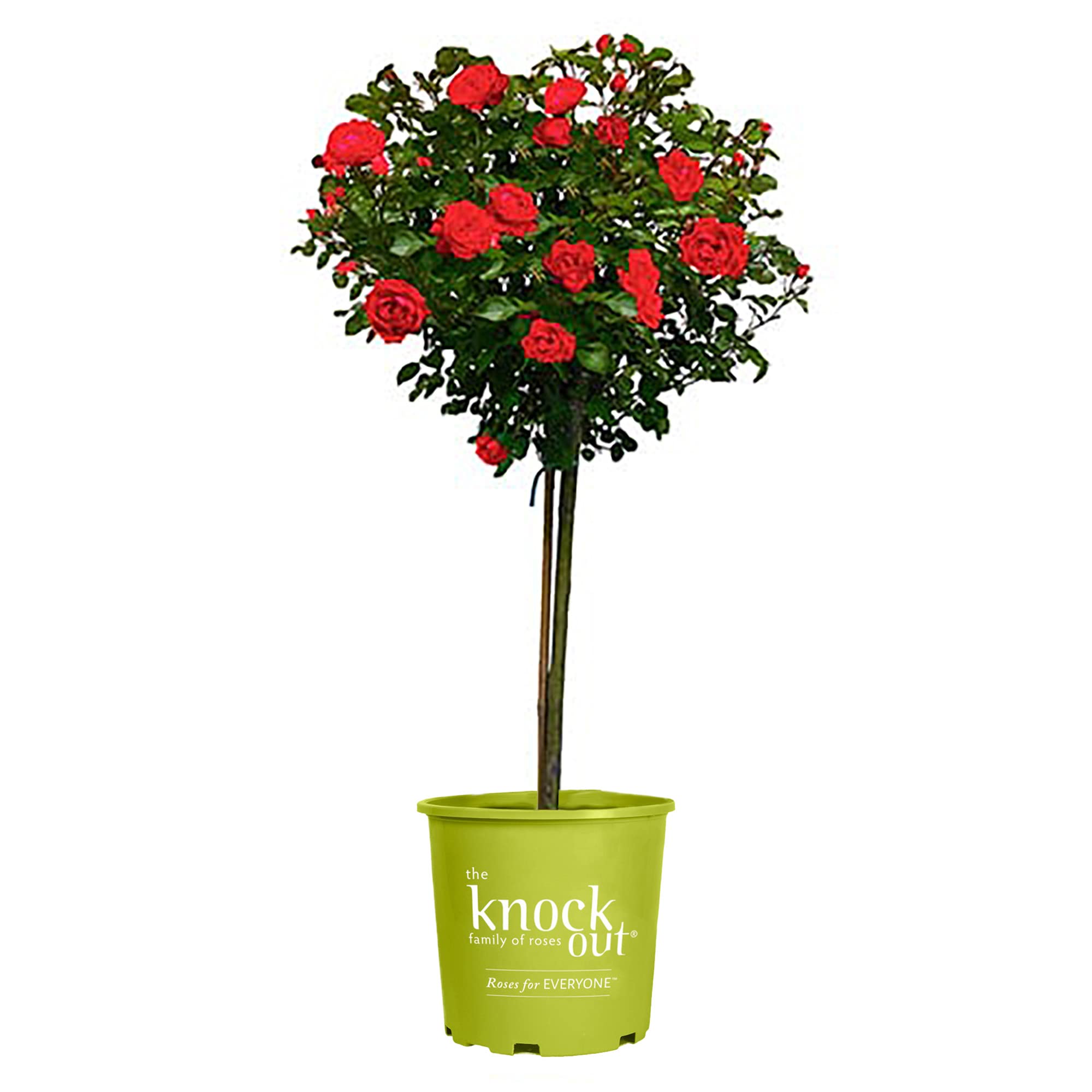 Generic Knock Out double red rose bloom in full sun for vibrant year-round color.