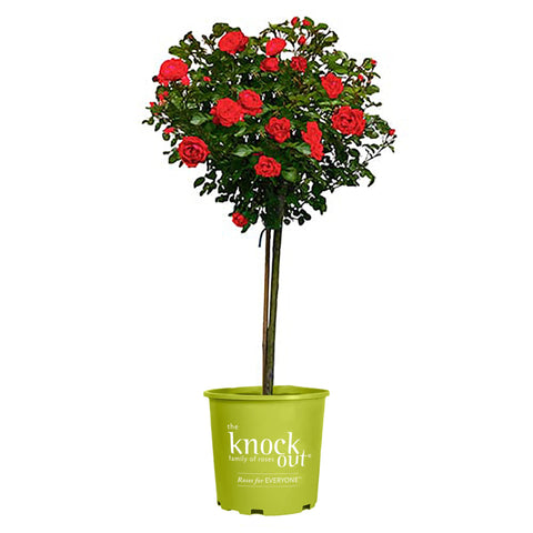 Generic Knock Out double red rose bloom in full sun for vibrant year-round color.