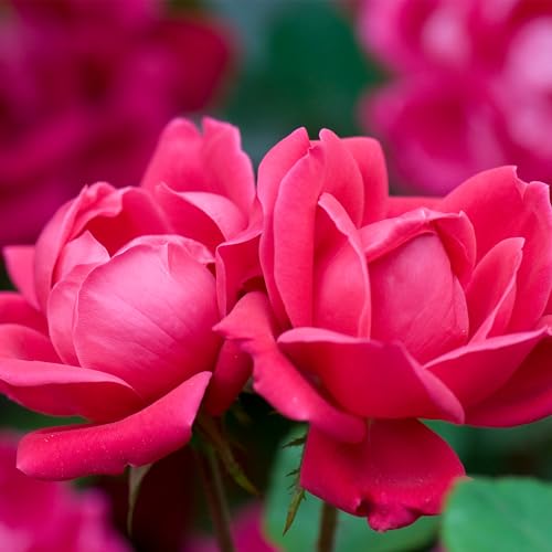 Generic Knock Out lush green foliage adds low-maintenance appeal to any garden bed.