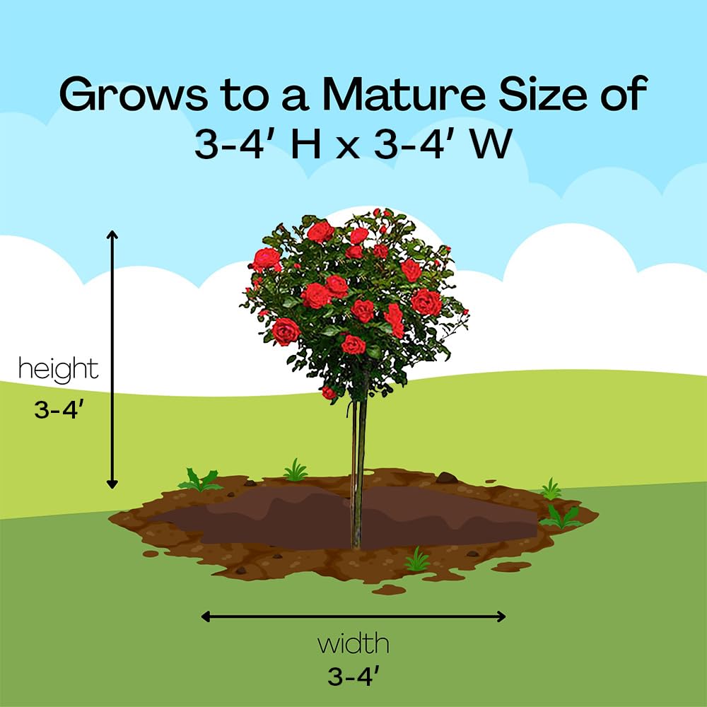 Generic Knock Out rose shrub accents enhance beds and containers.