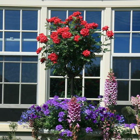 Generic Knock Out container-plant rose brightens patios with easy care.