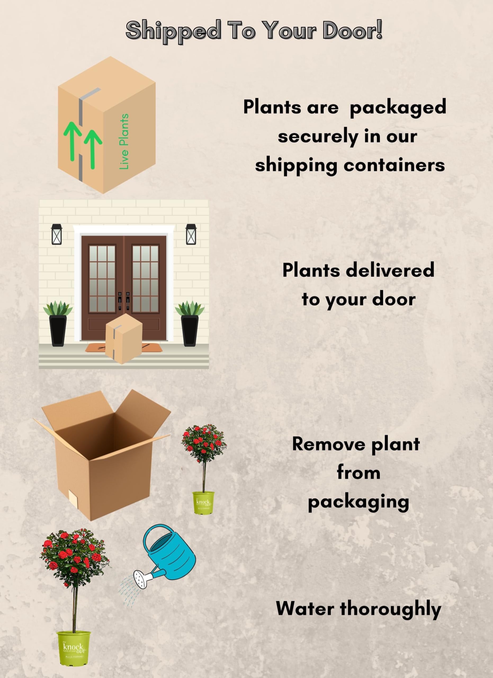 Generic Knock Out dormant-shipping roses arrive ready for spring planting.