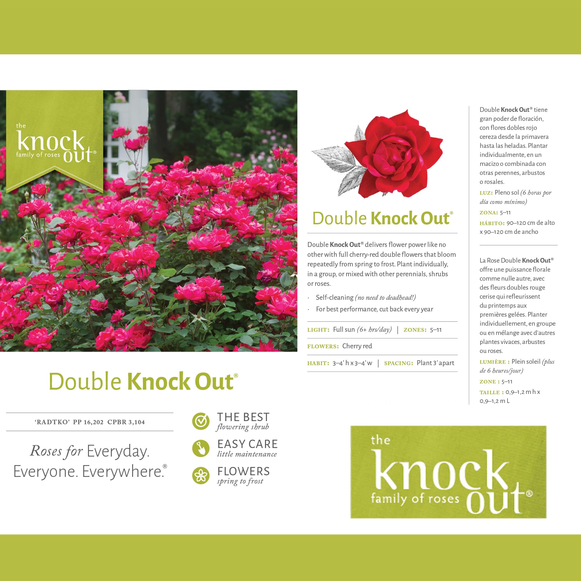 Generic Knock Out full-sun rose thrives in sunny yards and gardens.