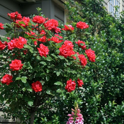 Generic Knock Out landscape rose provides color along borders with minimal effort.