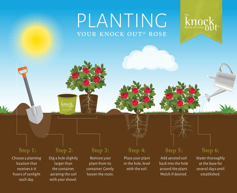 Generic Knock Out mature-size-3gal shrub fills landscapes with bold red blooms.