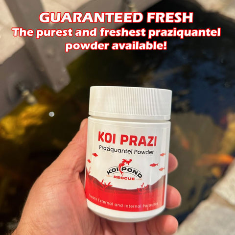 Generic Koi Prazi used with pond fish for parasite management