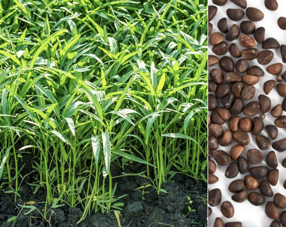 Generic Kong Xin Cai seeds packet for home gardens; quick sprouting and harvest-ready.