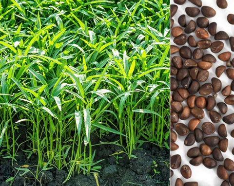 Generic Kong Xin Cai seeds packet for home gardens; quick sprouting and harvest-ready.