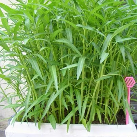 Generic Kong Xin Cai seeds sprouting in sunlit soil for fast home-grown greens.