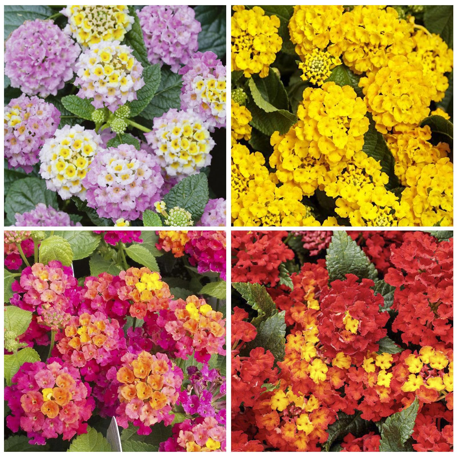Generic 1300+ Mix-Colored Lantana Seeds ideal for sunny borders and container plantings.