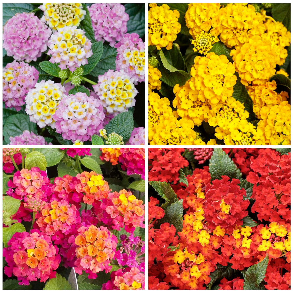 Generic 1300+ Mix-Colored Lantana Seeds ideal for sunny borders and container plantings.