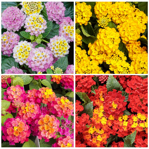 Generic 1300+ Mix-Colored Lantana Seeds ideal for sunny borders and container plantings.