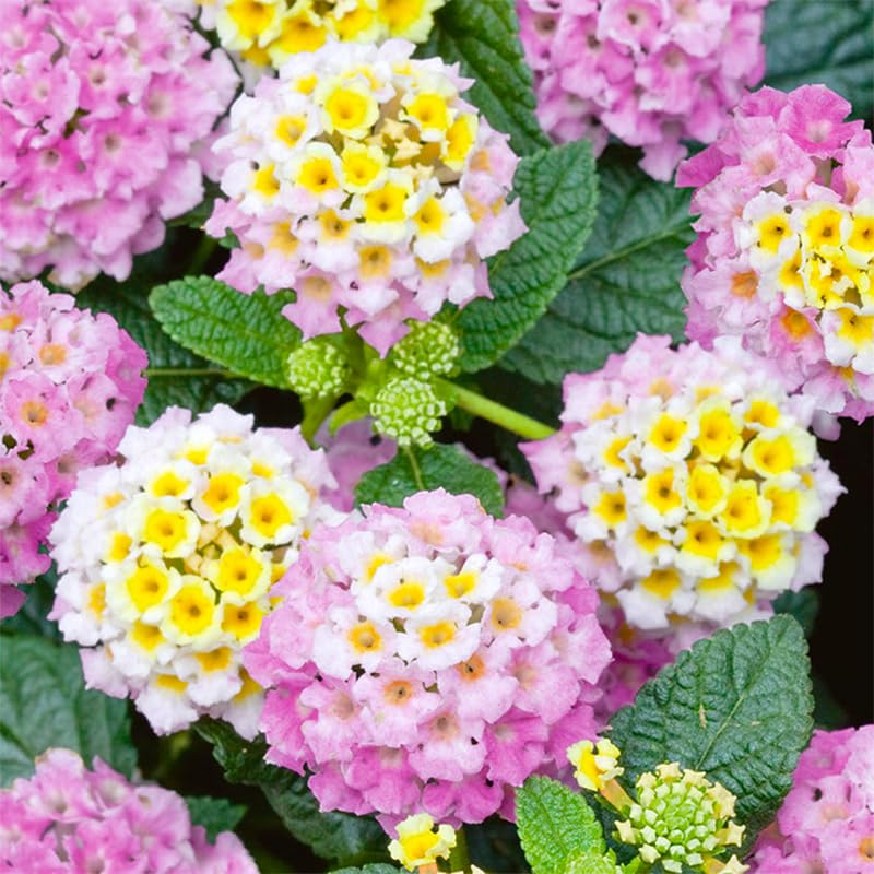 Generic lantana seeds create a bright, long-lasting bloom display for flower beds.