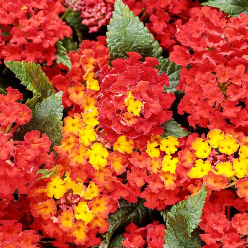 Generic 1300+ Mix-Colored Lantana Seeds promote easy germination in moist seed-starting mix.