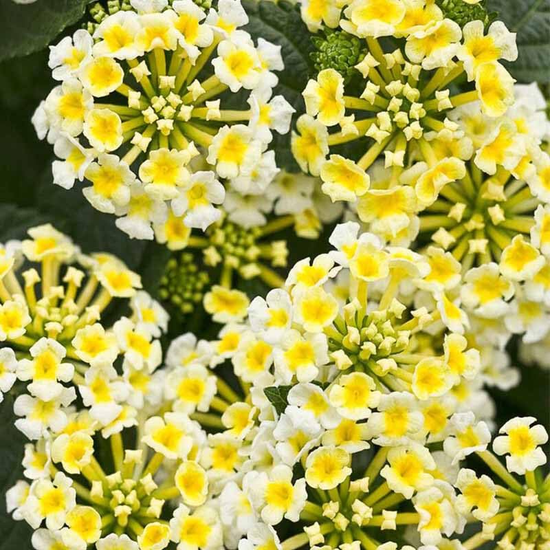 Generic lantana seeds attract butterflies, enhancing summer garden activity near patios.