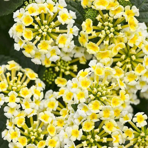 Generic lantana seeds attract butterflies, enhancing summer garden activity near patios.