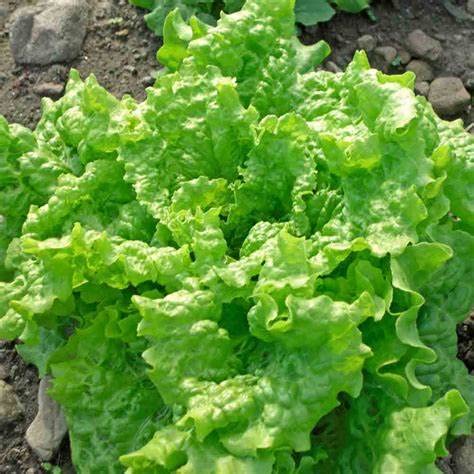 Generic lettuce seeds garden planting instructions for reliable early spring sowing