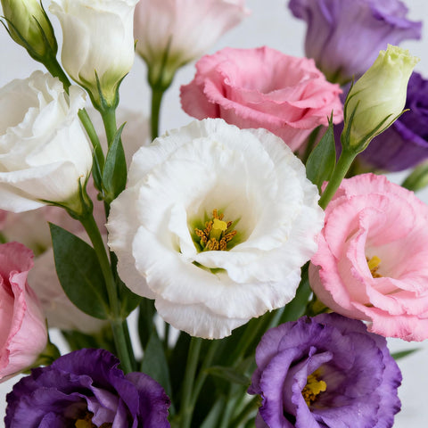 Generic lisianthus seeds extended bloom season for lasting color.