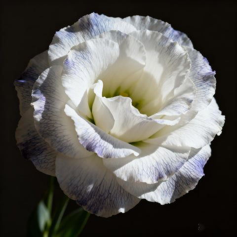 Generic lisianthus seeds garden borders enhance height and texture.