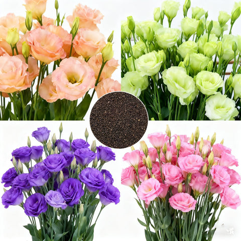 Generic lisianthus seeds mixed color pack for vibrant garden color.