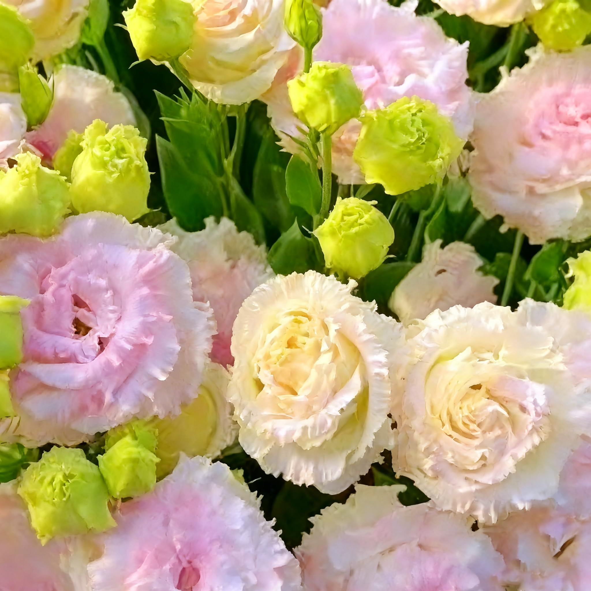 Generic lisianthus seeds non-GMO thornless variety for home gardens.