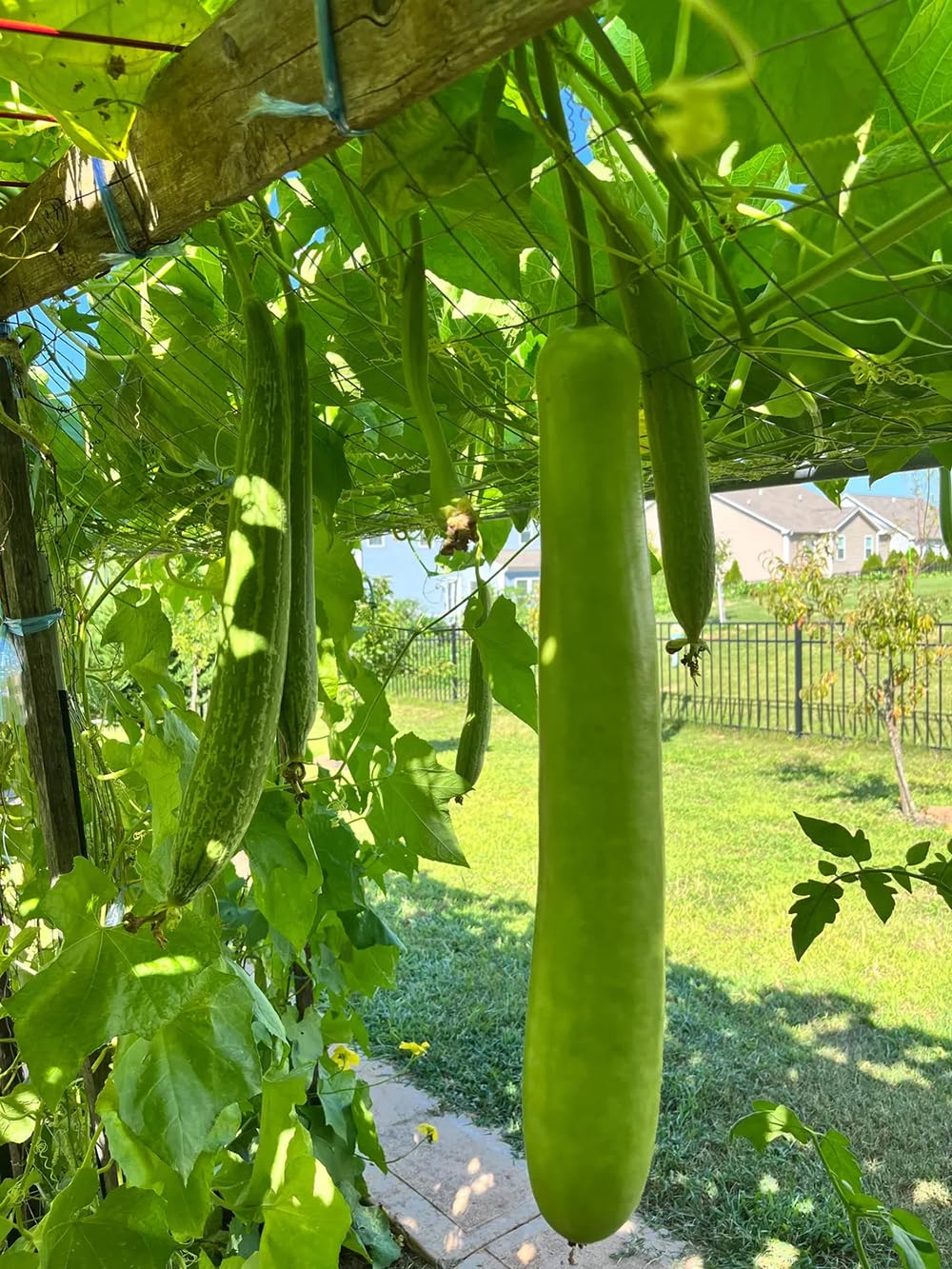 Generic Long Bottle Gourd vine on trellis growing vigorously.