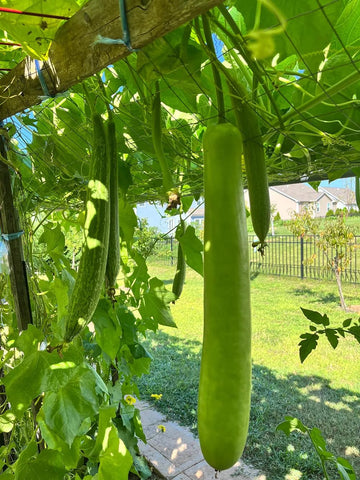 Generic Long Bottle Gourd vine on trellis growing vigorously.