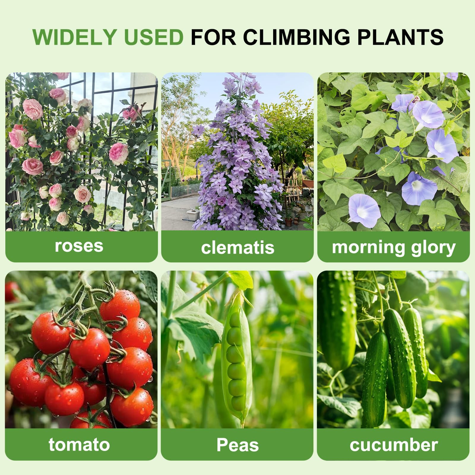 Generic Lorenzo trellis supports a variety of climbing plants