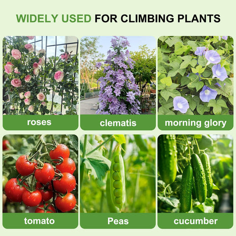 Generic Lorenzo trellis supports a variety of climbing plants