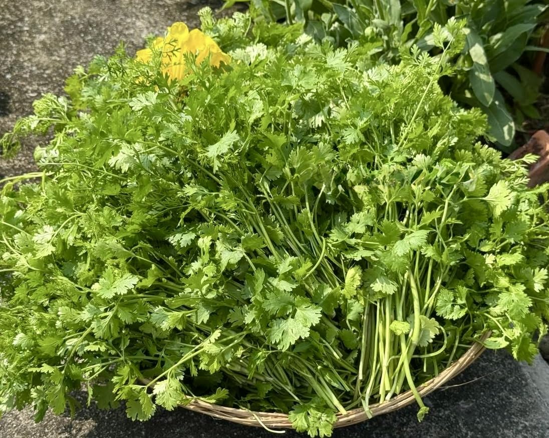 Made-in-USA cilantro seeds packaging supports local growers and consistent quality.