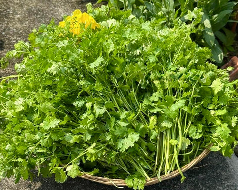 Made-in-USA cilantro seeds packaging supports local growers and consistent quality.