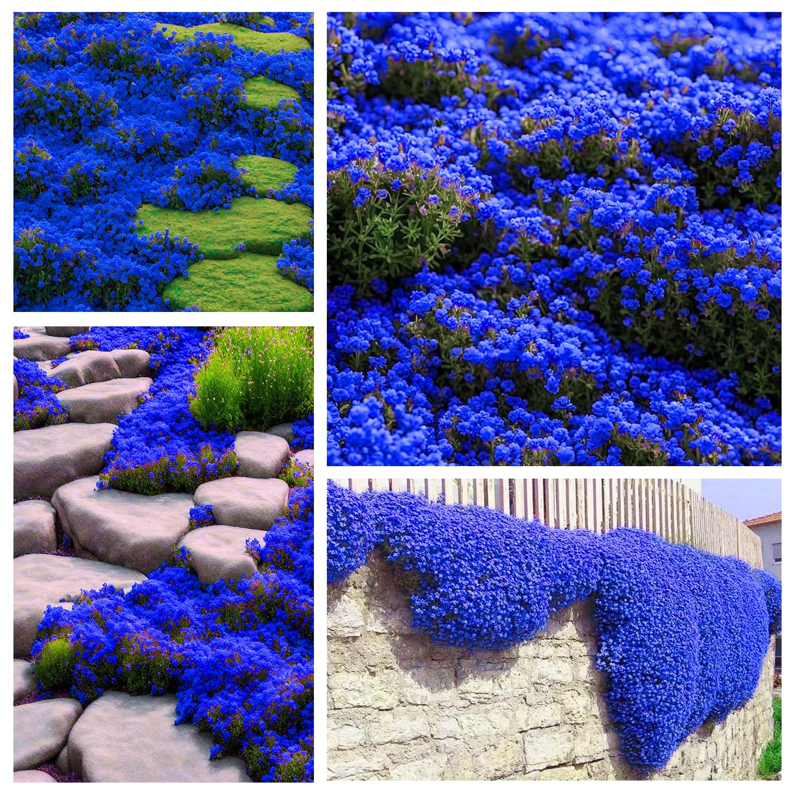 Generic Magic Blue Creeping Thyme seeds closeup—vibrant ground cover for sunny borders.