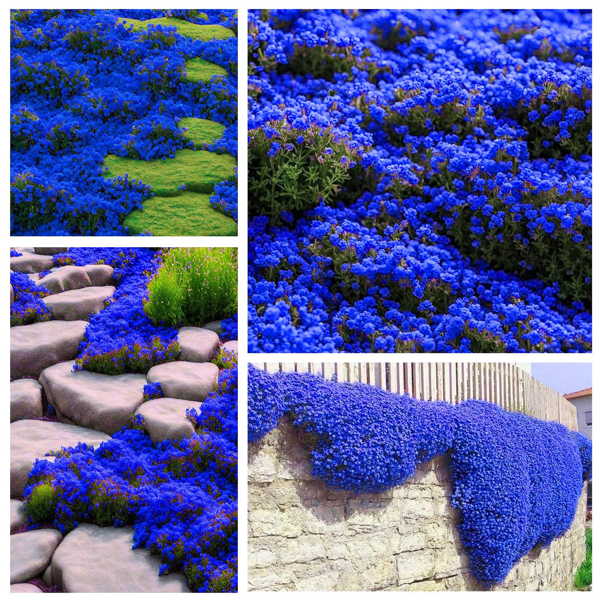 Generic Magic Blue Creeping Thyme seeds closeup—vibrant ground cover for sunny borders.