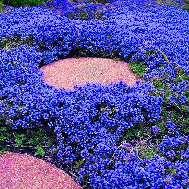Generic Magic Blue Creeping Thyme seeds mat closeup—compact, drought-tolerant groundcover.