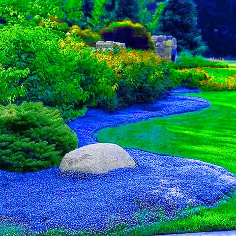 Generic Magic Blue Creeping Thyme seeds planting step—moist soil yields even germination.