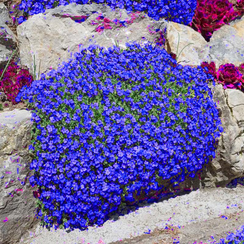 Generic Magic Blue Creeping Thyme seeds sprout view—aromatic foliage for borders.