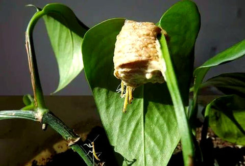 Generic mantis ootheca sourced in the USA supports eco-friendly, sustainable classroom demonstrations.