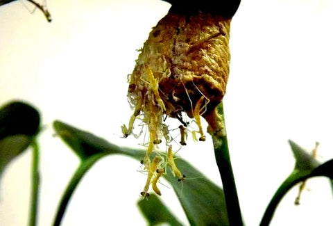Generic Mantis Eggs boost garden biodiversity by providing beneficial insects for natural pest control.