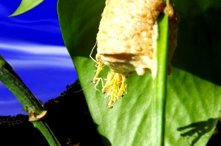 Generic Mantis Eggs reveal nymphs emerging, ideal for educational observation and biodiversity in the garden.