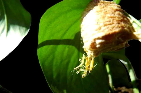 Generic mantis ootheca with transparent window offers hands-on learning for classrooms and gardens.