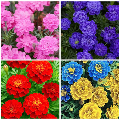Generic marigolds mixed seeds in sunlit bed showcase vibrant, long-lasting color.