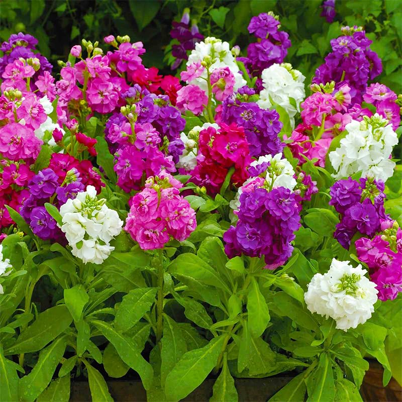 Generic Matthiola Stock blooms best in cool weather, ideal for early-season beds